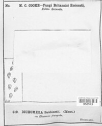 Image of Dichomera saubinetii